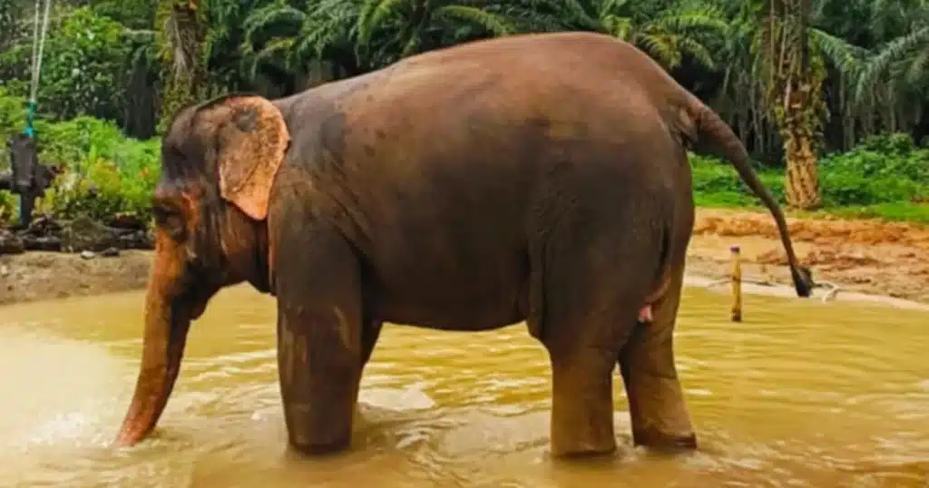sanctuaire elephant krabi prix