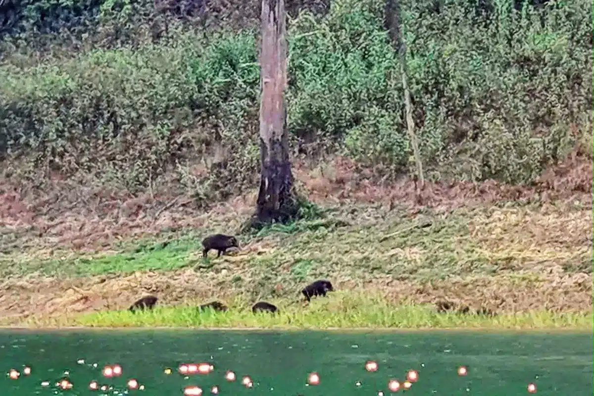 Tour Khao Sok depuis Khao Lak safari et kayak