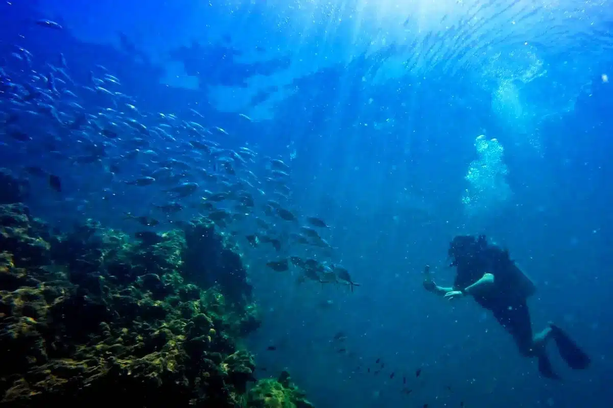 Plongeur observant un banc de poissons lors d'une plongée à Krabi